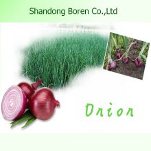 2015 China Top Quality Fresh Red & Yellow Onions